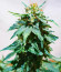 Kali Banner fem (AlphaFem Seeds) семена конопли