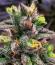 LFG fem (Barney's Farm) семена конопли