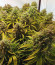 Six Shooter Auto fem (FastBuds) семена конопли