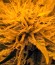 Bcn Sour Diesel fem семена конопли
