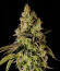Peach Cake by Cookies fem (Silent Seeds) семена конопли