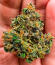 Z42 fem (FastBuds) семена конопли