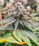 Lemon Orange fem (Green House Seeds) семена конопли