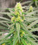 Blue Sunset Sherbert fem семена конопли