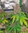Banana Purple Punch Auto RF3 fem (FastBuds) семена конопли