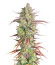 Frostbanger Auto F3 fem (FastBuds) семена конопли