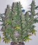 Auto Gagarin Haze fem конопля