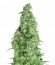 Incredible Bulk Auto fem (Dr. Krippling Seeds) семена конопли