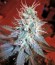 Jack Herer Auto fem марихуана