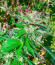 Jealousy Kush fem (Seedkeepers) семена конопли