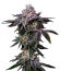 Z42 fem (FastBuds) семена конопли