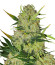Apollo F1 Auto fem (RQS) семена конопли