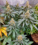 Slightly Stoopid Fruits fem (Humboldt Seed Company) семена конопли