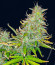 Sweet ZZ Automatic fem (RQS) семена конопли