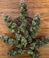 Notorious THC fem (Humboldt Seed Company) семена конопли