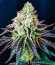 Tarte Tatin fem (Green House Seeds) семена конопли