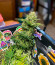 Grandmommy Purple Auto fem (Herbies Seeds) семена конопли