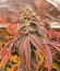 Nutter Budder fem (Humboldt Seed Company) семена конопли