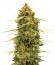 Original Auto Skunk fem (FastBuds) семена конопли