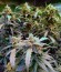 Rhino Ryder Auto fem (FastBuds) семена конопли
