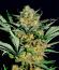 Apple Strudel Auto fem (FastBuds) семена конопли