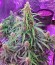 Fruit Punch Auto fem семена конопли