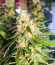 Animal Face Auto fem (Cali Buds Seeds) семена конопли
