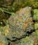 Banana Hammock RBX fem (Ethos Genetics) семена конопли