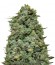 Cookies Kush fem семена конопли