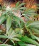 Red Leicester Tease fem (Dr. Krippling Seeds) семена конопли