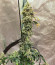 Bay Burger fem (Delicious Seeds) семена конопли
