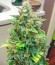 Afghan Kush X Skunk fem (World of Seeds) семена конопли