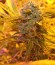 Doctor’s Choice #1 Auto fem семена конопли