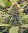 Gorilla Glue #4 fem (Blimburn Seeds) семена конопли