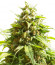 Monster Girl Scout Cookies (Monster Genetics) семена конопли