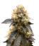 Runtz Punch fem (Herbies Seeds) семена конопли