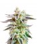 Sugar Black Rose fem (Delicious Seeds) семена конопли