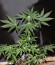 CBD Auto 20:1 fem (FastBuds) семена конопли