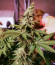 Lavanda Cream fem (Kalashnikov Seeds) семена конопли