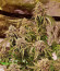 Rainbow Melon fem (FastBuds) семена конопли