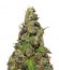 Six Shooter Auto fem (FastBuds) семена конопли