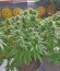 Biddy Early reg (Serious Seeds) семена конопли