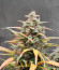 Gelato Auto fem (Herbies Seeds) семена конопли