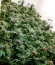 Monster Pebbles (Monster Genetics) семена конопли