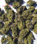 Triple G fem (Royal Queen Seeds) семена конопли