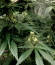 Big Tooth fem (Strain Hunters) семена конопли
