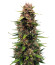 Sour Jealousy Auto fem (FastBuds) семена конопли