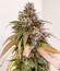 Nori Cake fem (Green House Seeds) семена конопли