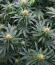 Northern Lights 10 of 10 fem (Seedkeepers) семена конопли