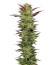Notorious THC fem (Humboldt Seed Company) семена конопли